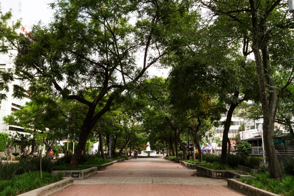 life-mexico-landscape-with-trees